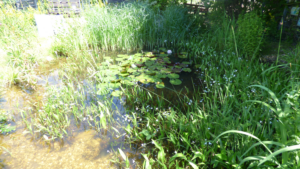 Bild vom Teich im Schulgarten